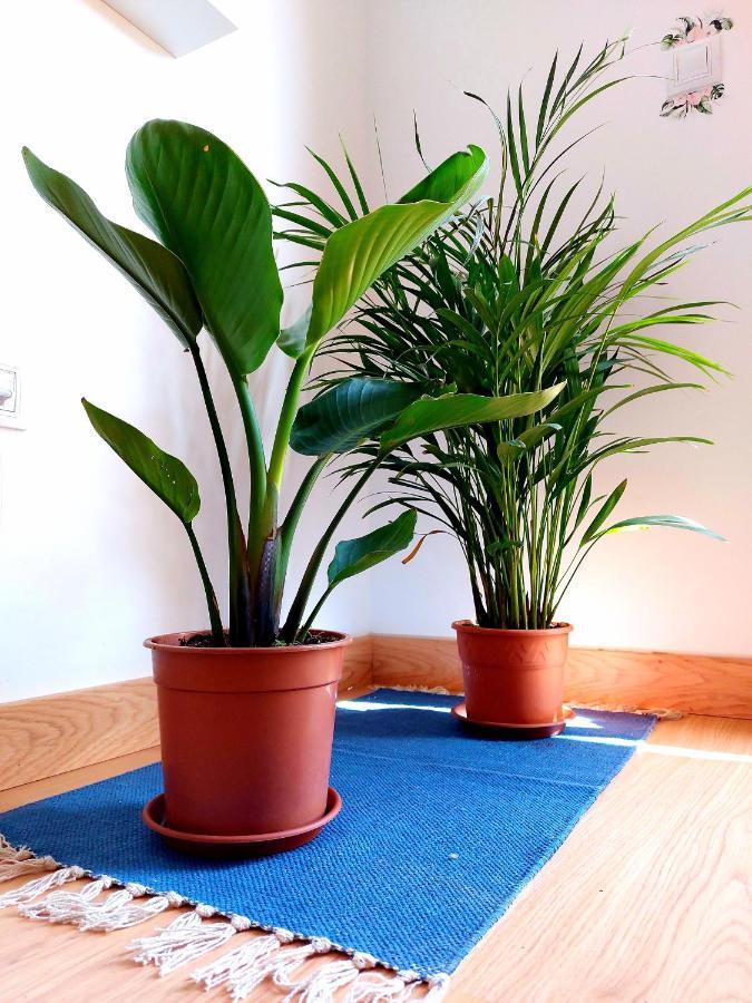 Casa Ledu - Sunny Holiday In Fuerteventura 科拉雷侯 外观 照片
